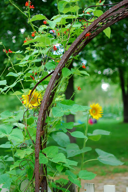 Homestead Garden in Summer August