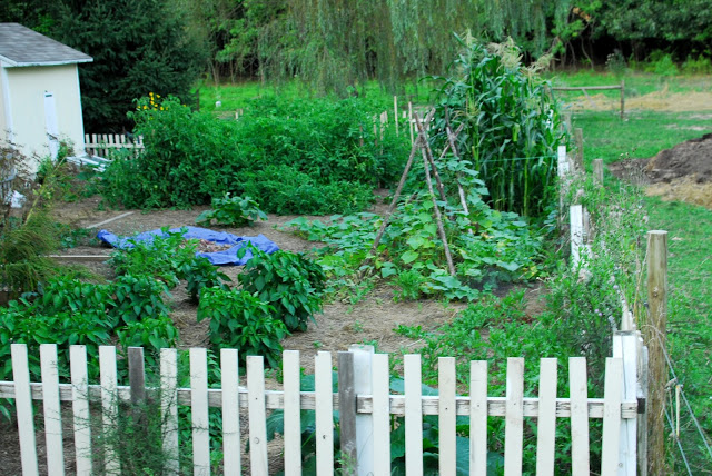 Homestead Garden in Summer August