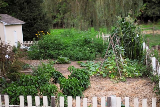 Homestead Garden in Summer August