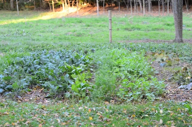 green field or yard