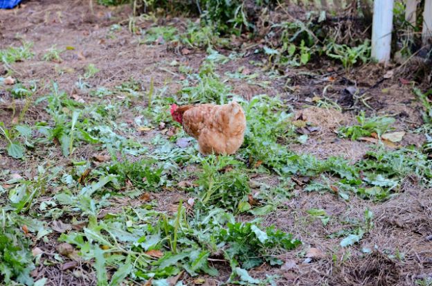Farmstead Garden in the Fall Season