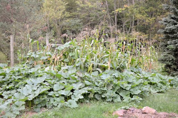 Farmstead Garden in the Fall Season