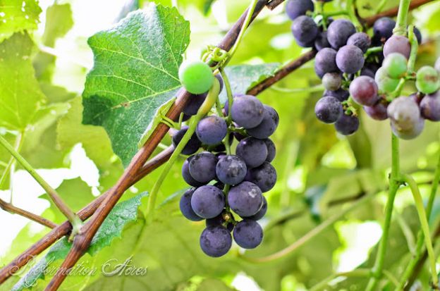 Different plants have unique soil needs. The type of mulch used will help them thrive. Learn the best mulch for strawberries, raspberries, blackberries, and grapes.