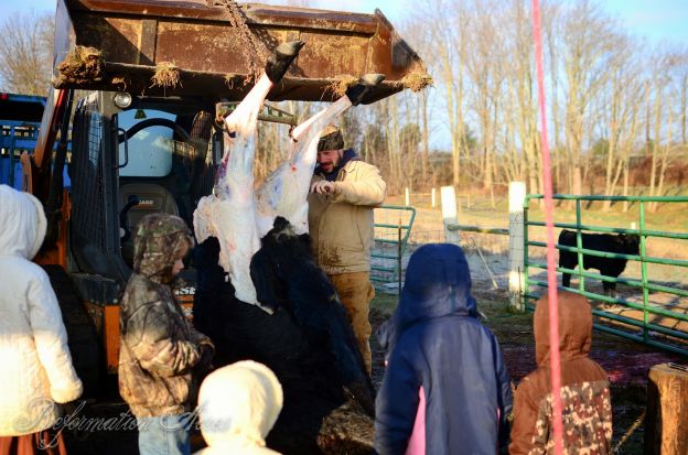 Butchering a Cow