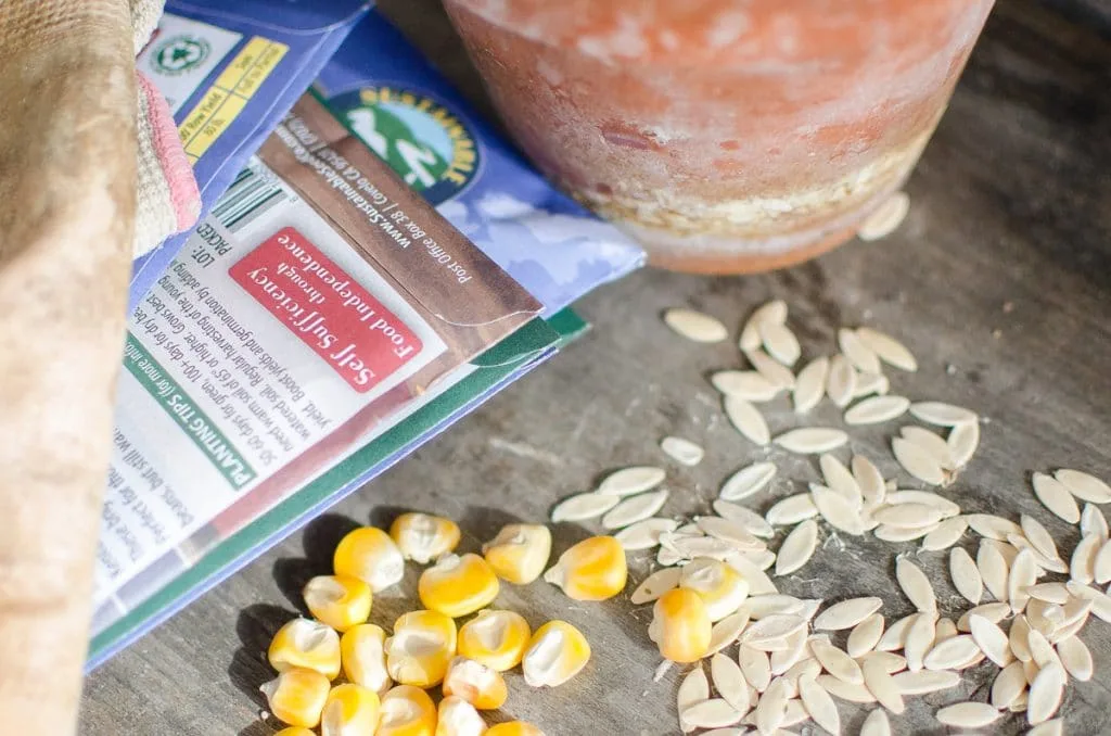 seeds garden (2 of 3)