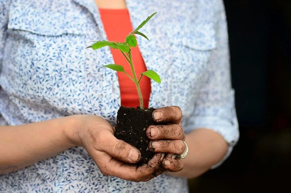 seed starting pots