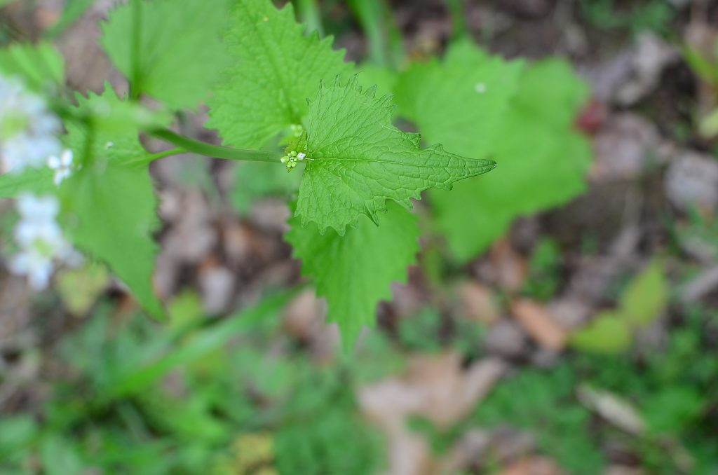 Garlic mustard leaves (2nd year)