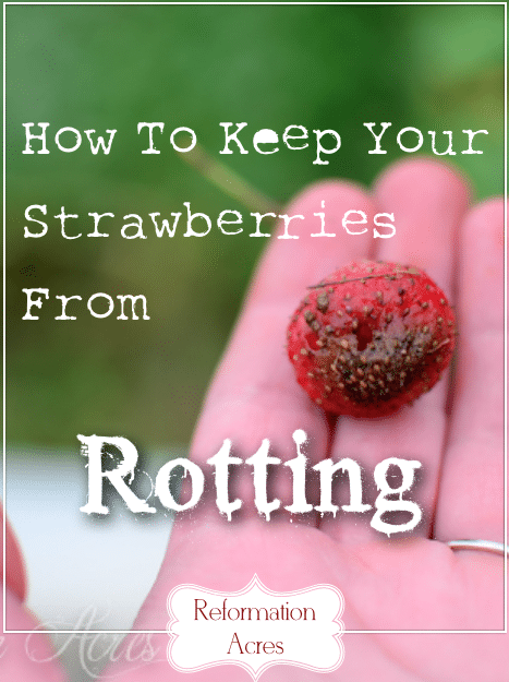 There is one easy thing you can do to keep your strawberries from rotting before they even ripen. This quick, easy, and cheap (often FREE) fix will save your crop!