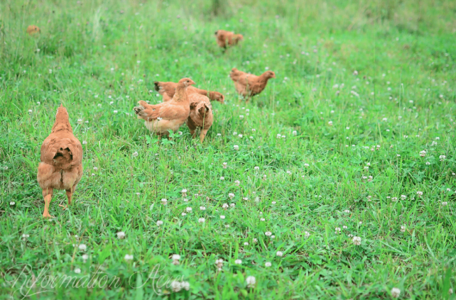 Chore Time: Moving the Pastured Freedom Ranger Broilers (VIDEO)