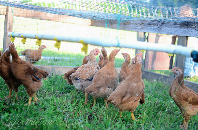 Chore Time: Moving the Pastured Freedom Ranger Broilers (VIDEO)