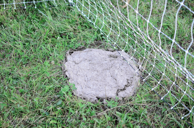 Chore Time: Moving the Pastured Freedom Ranger Broilers (VIDEO)