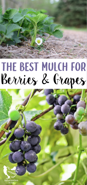 Different plants have unique soil needs. The type of mulch used will help them thrive. Learn the best mulch for strawberries, raspberries, blackberries, and grapes.