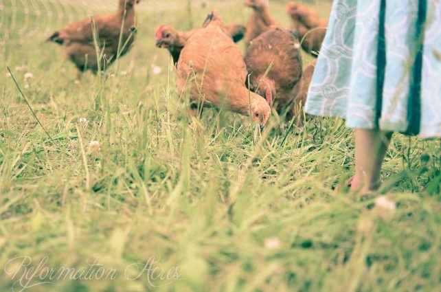 Chore Time: Moving the Pastured Freedom Ranger Broilers (VIDEO)