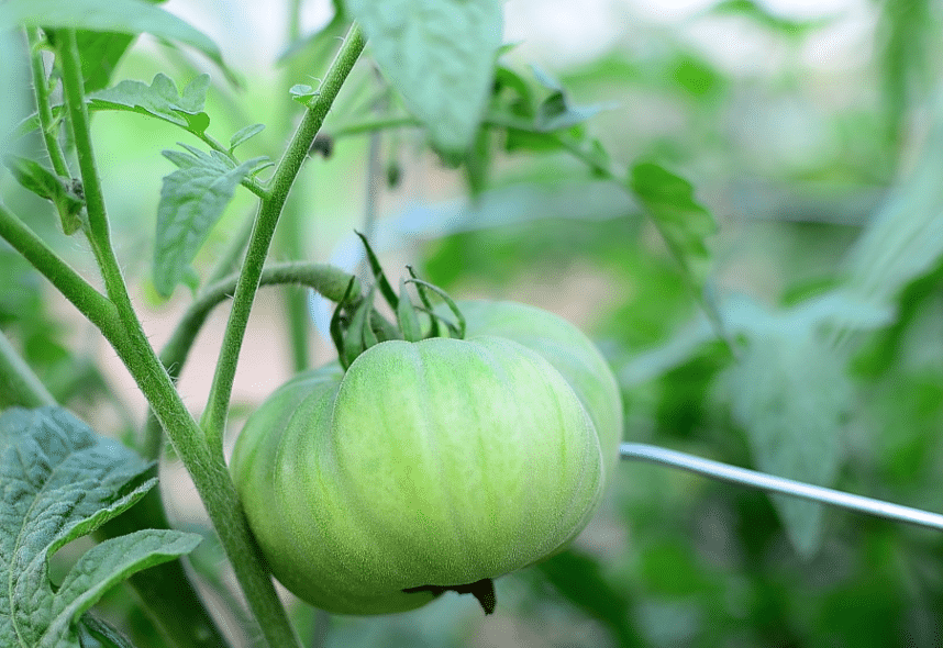 green tomato on the vine big