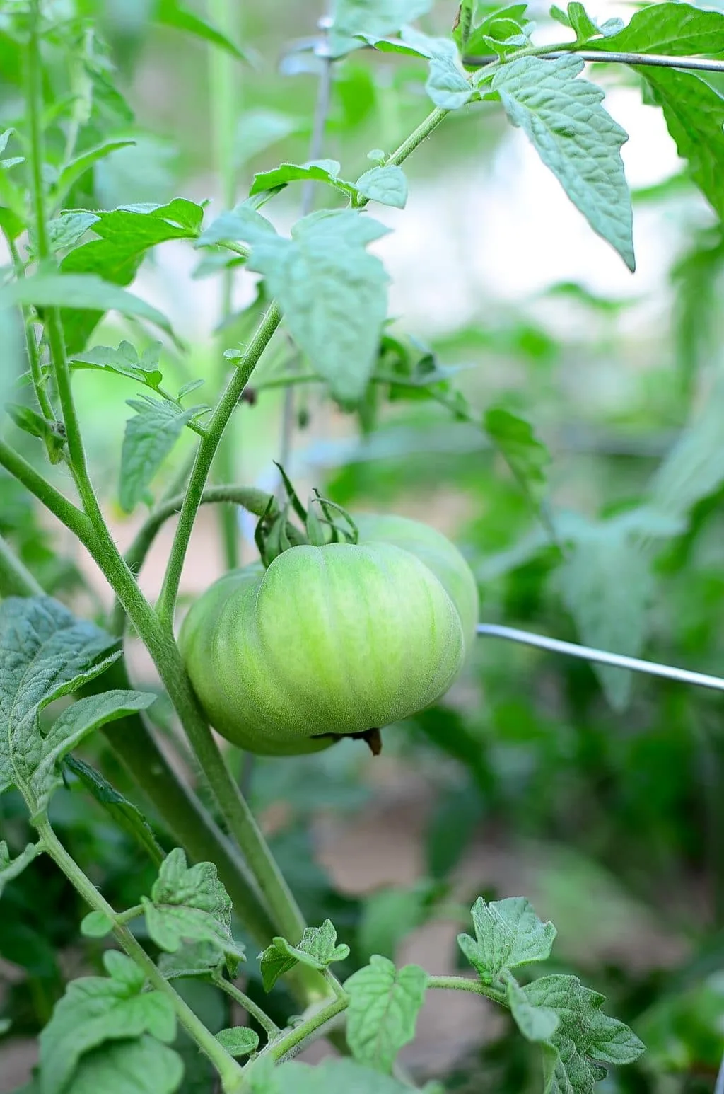green tomato on the vine