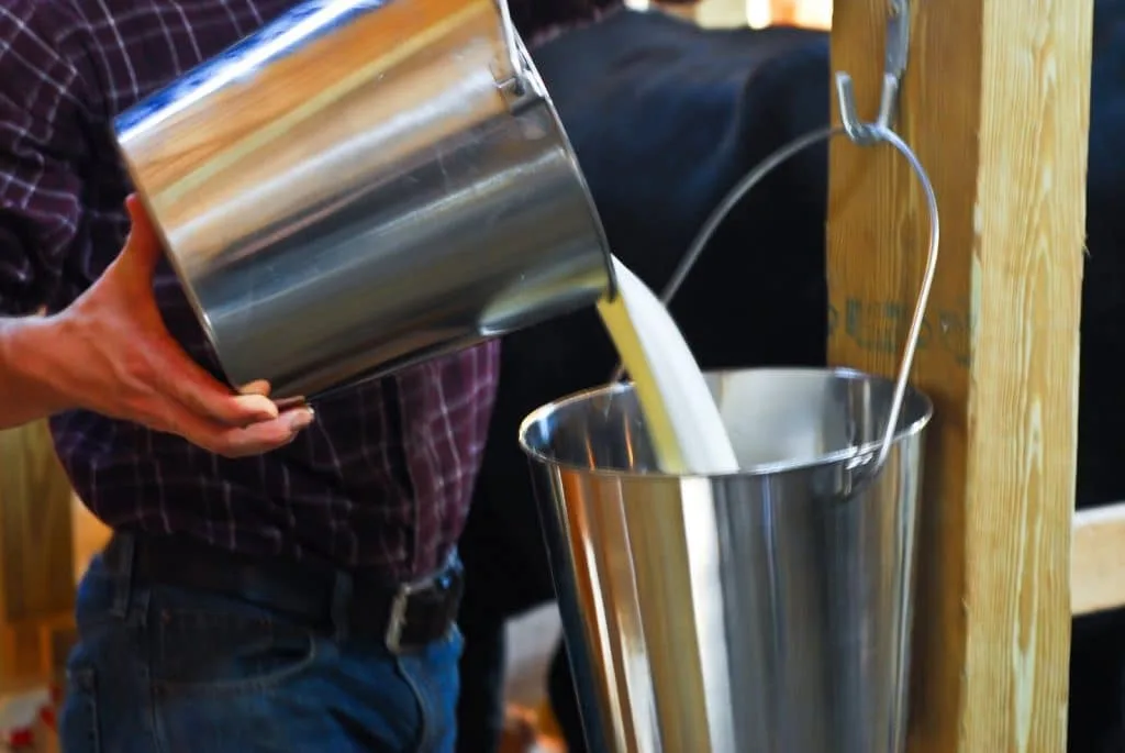 Pouring raw milk into a bucket