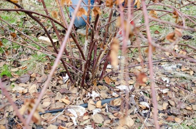 How to Prune Blackberries