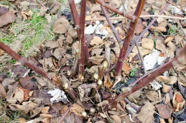 How to Prune Blackberries