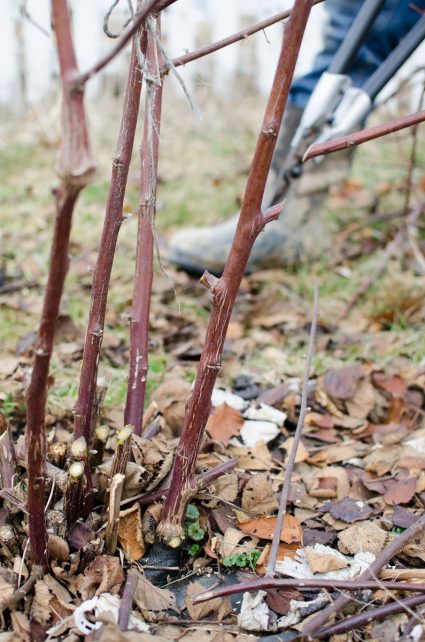How to Prune Blackberries