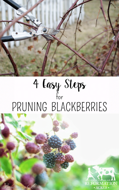 How to Prune Blackberries in 4 Easy Steps!