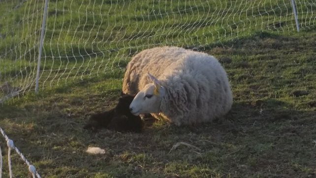 Lambing Season {2015} - signs of labor in Cheviot sheep