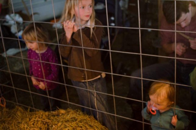 Lambing Season {2015} - signs of labor in Cheviot sheep
