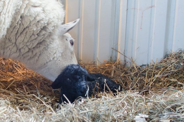 Lambing Season {2015} - signs of labor in Cheviot sheep
