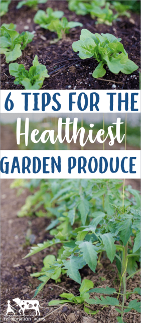 Garden fresh is best! Right? Even fresh isn’t good enough if the unhealthy plant is producing unhealthy produce. Use these 6 Garden Tips for the HEALTHIEST Garden Produce!