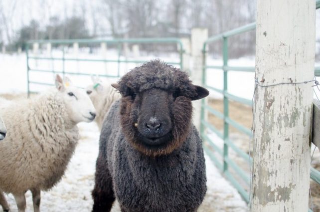 Lambing Season {2015} - signs of labor in Cheviot sheep