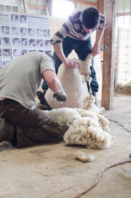 Sheep Shearing