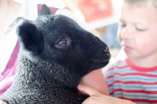Lambing Season {2015} - signs of labor in Cheviot sheep