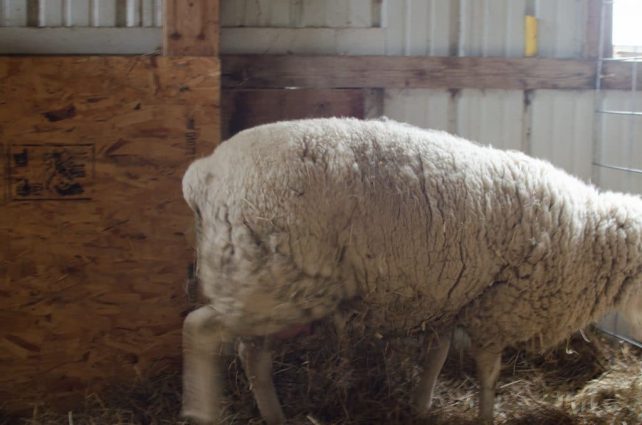 Lambing Season {2015} - signs of labor in Cheviot sheep