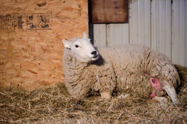 Lambing Season {2015} - signs of labor in Cheviot sheep