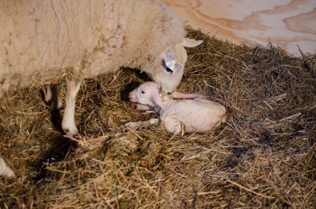 Lambing Season {2015} - signs of labor in Cheviot sheep