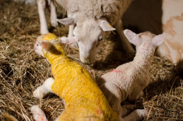 Lambing Season {2015} - signs of labor in Cheviot sheep