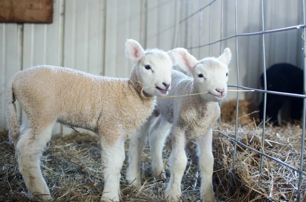sheep-13 2 lambs in barn
