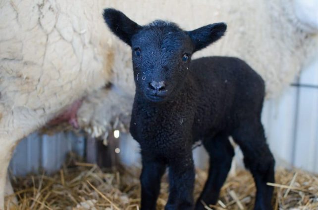 Lambing Season {2015} - signs of labor in Cheviot sheep
