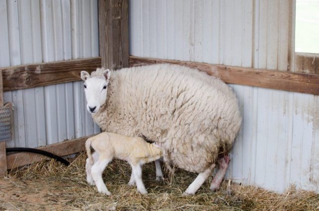 Lambing Season {2015} - signs of labor in Cheviot sheep