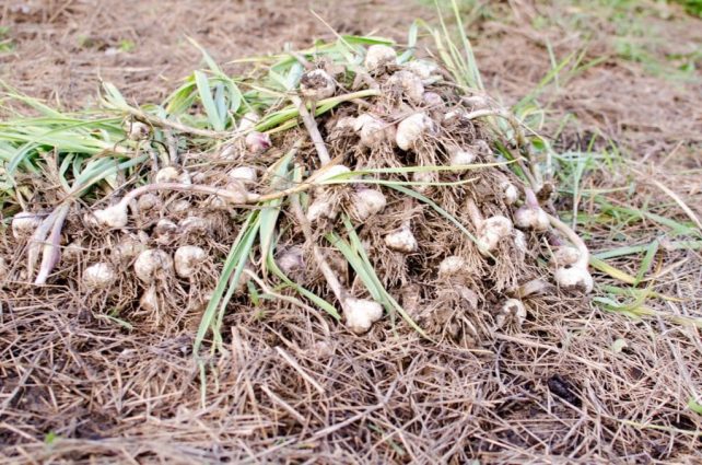 Day in the Life of a Homesteader-109