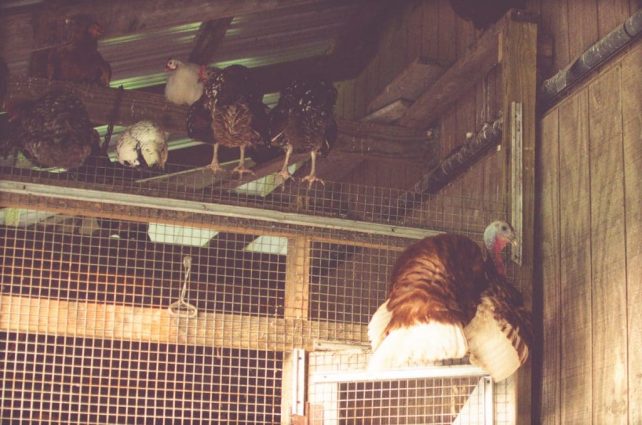 Day in the Life of a Homesteader-128