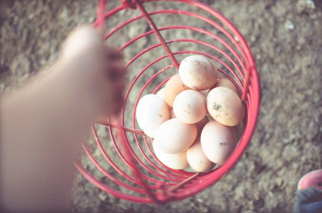 Day in the Life of a Homesteader-129