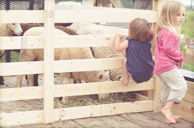 Day in the Life of a Homesteader-19
