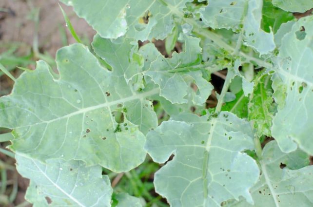 Day in the Life of a Homesteader-25