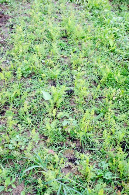 Day in the Life of a Homesteader-29