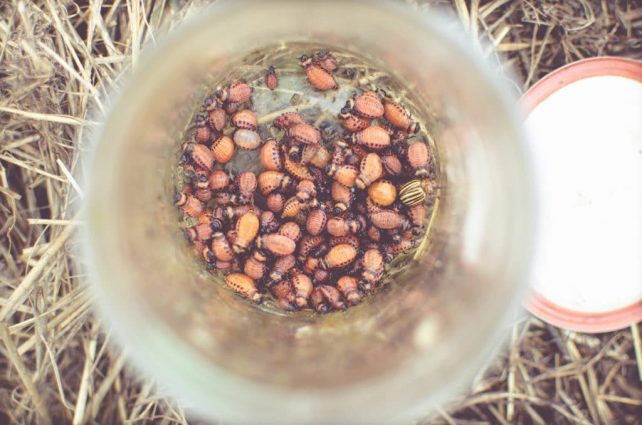 Day in the Life of a Homesteader-38