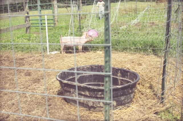 Day in the Life of a Homesteader-55