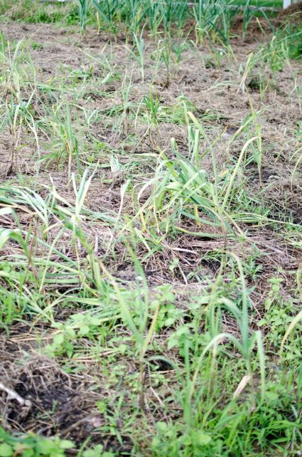 Day in the Life of a Homesteader-57