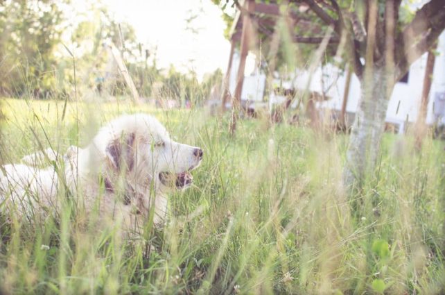 Day in the Life of a Homesteader-85