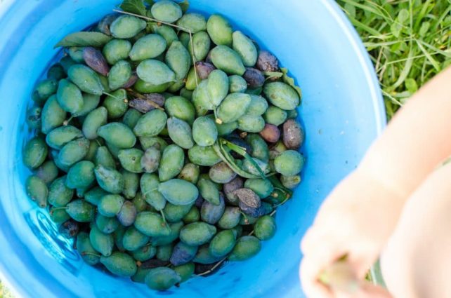Day in the Life of a Homesteader-88