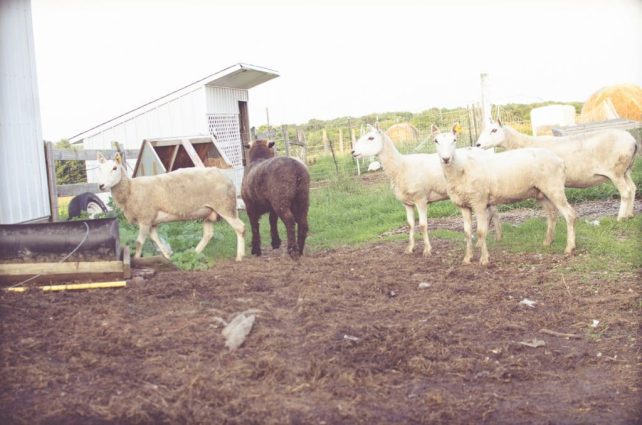 Day in the Life of a Homesteader-94